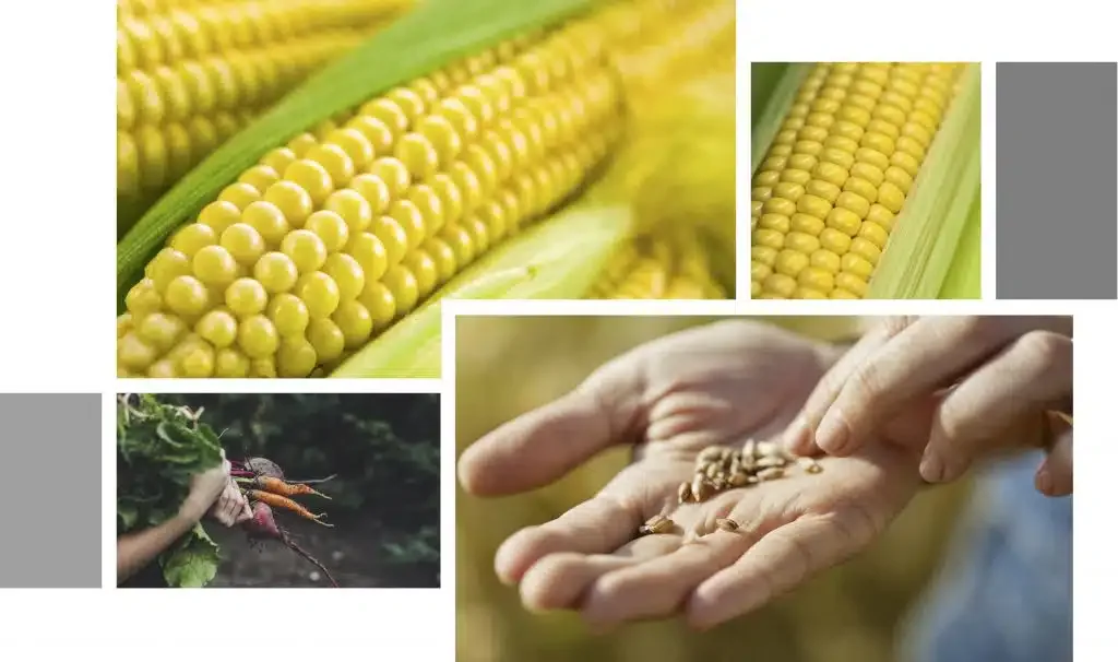 maize corn