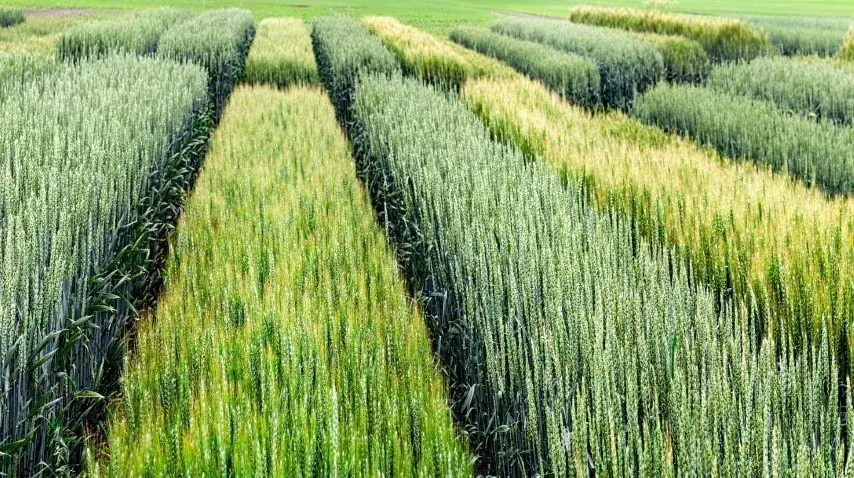 Wheat field trial plots showing microbiome-driven crop growth differences