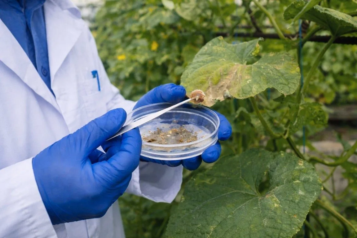 Fungal detection and disease pressure in crop systems