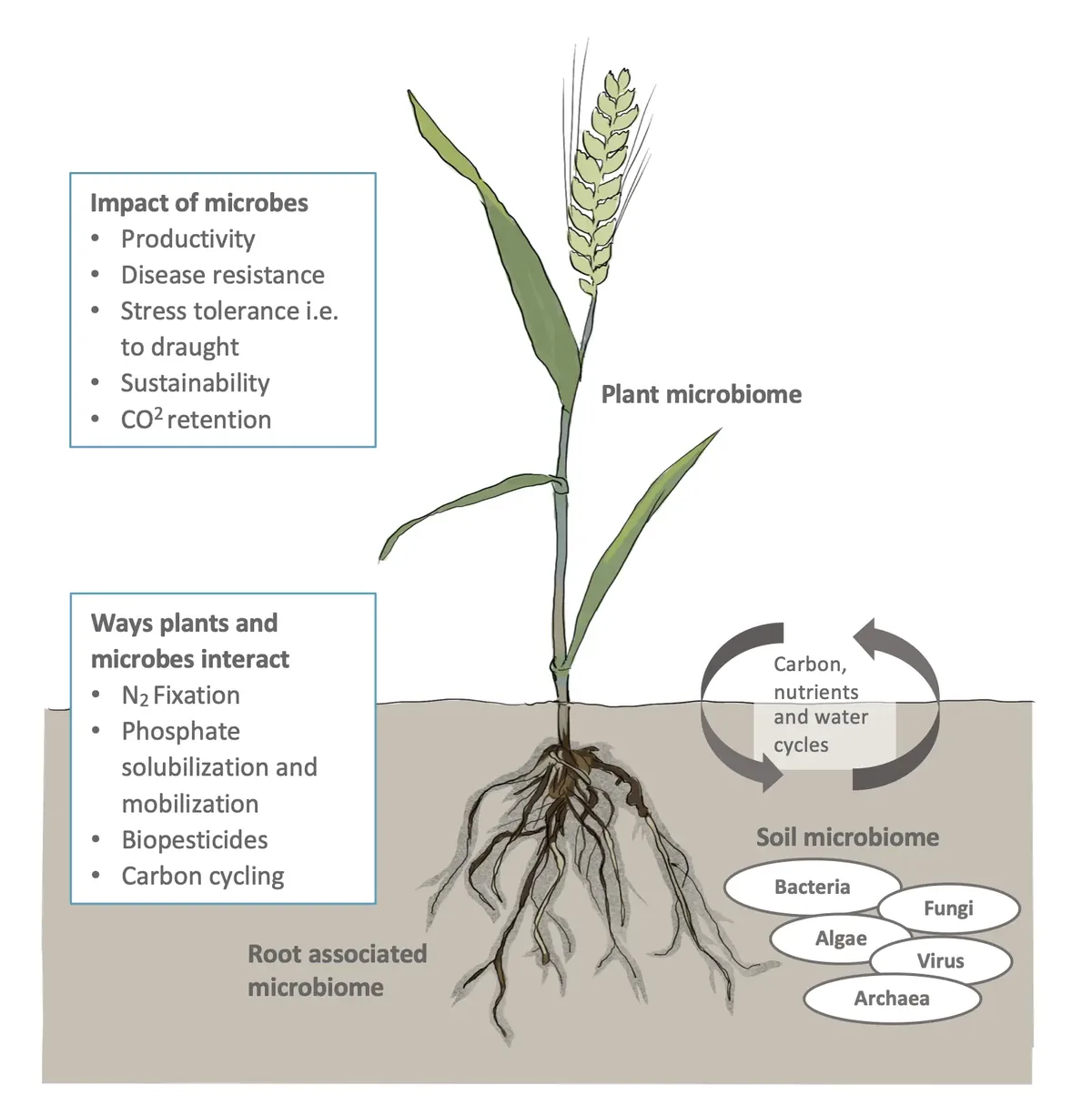 Illustration - plant and soil microbiome