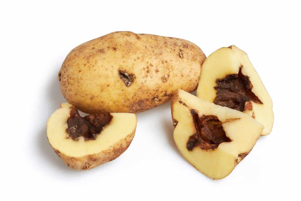 Blackleg,Of,Potato.,Disease,Is,Caused,By,Pectobacterium,Bacteria,Or